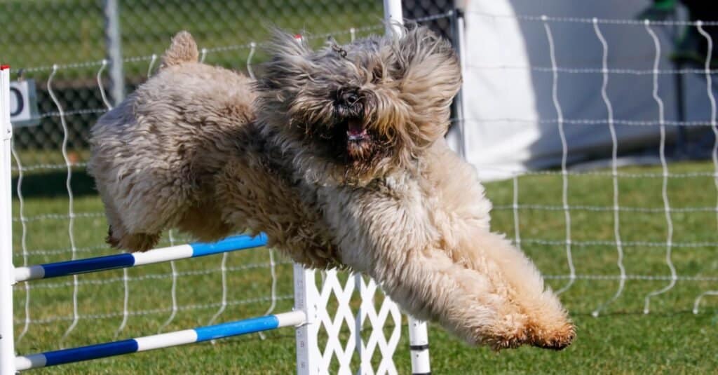 Bouvier des Flanders dog on the agility course going over a jump.