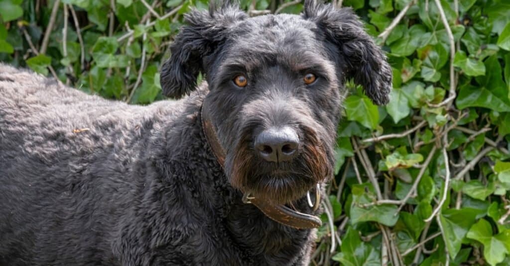 Bouvier Des Flandres on a natural green background.