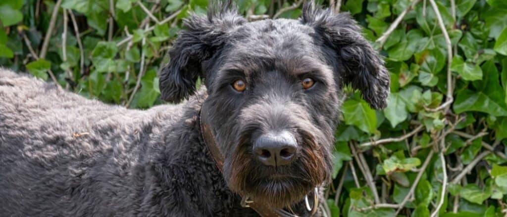 Bouvier Des Flandres close-up