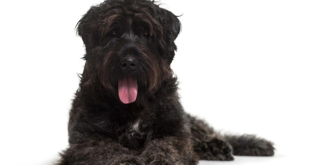 Bouvier des Flandres dog lying against white background.