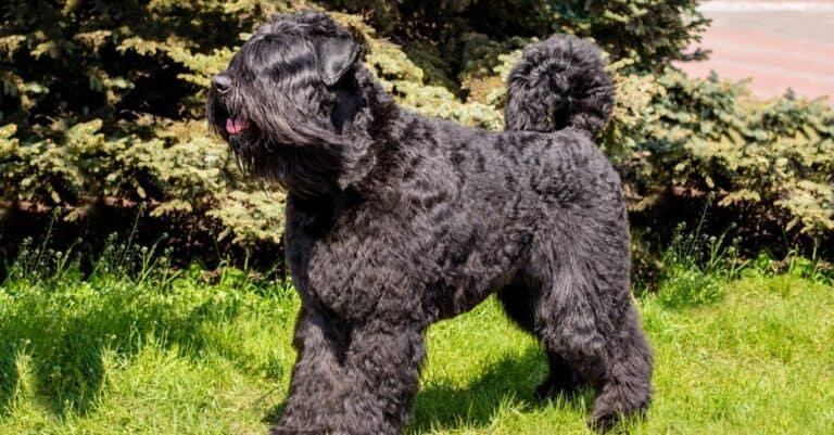 The Bouvier des Flandres stands on the green grass.