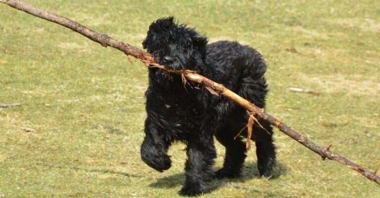 Bouvier des Flandres dog playing with a stick.