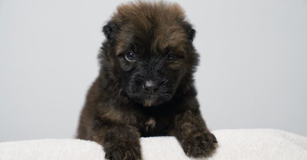 Very cute 4-week old Bouvier Des Flandres puppy with a brindle coat.