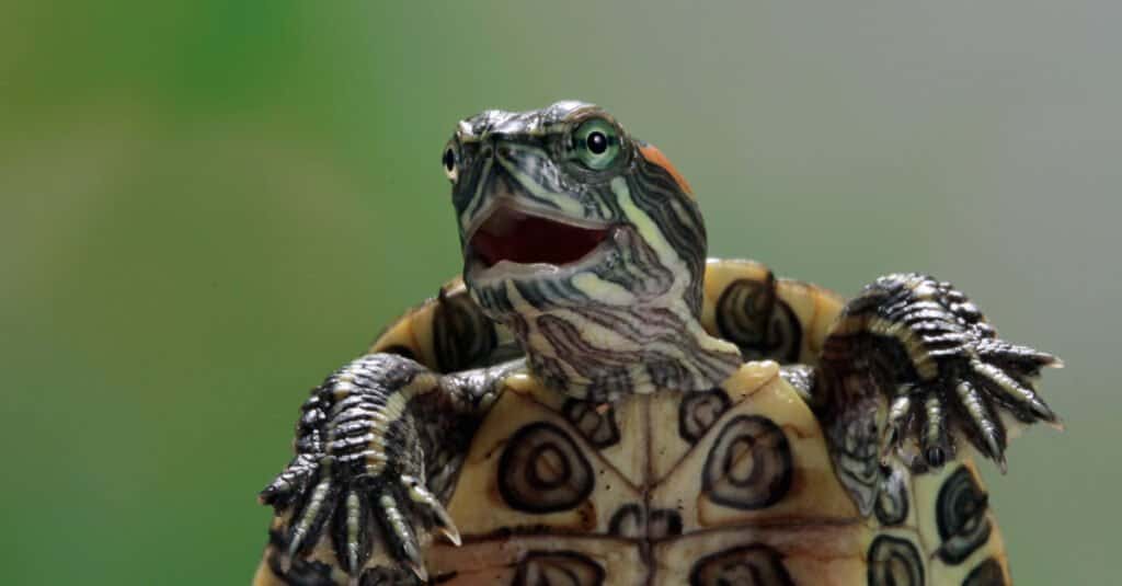 Brazilian Turtle