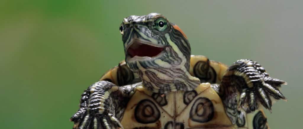 Brazilian Turtle