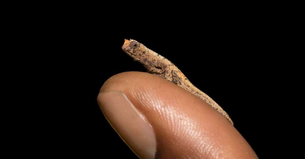 Brookesia Micra on a finger