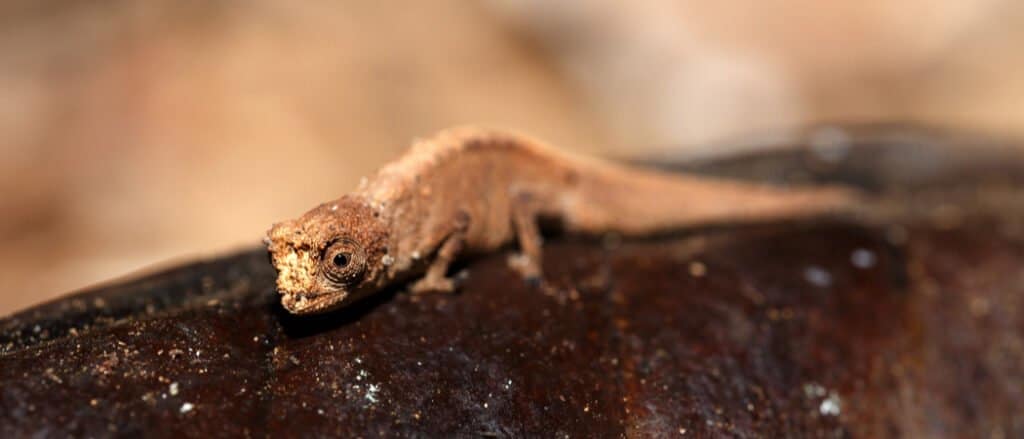 close up of a Brookesia Micra