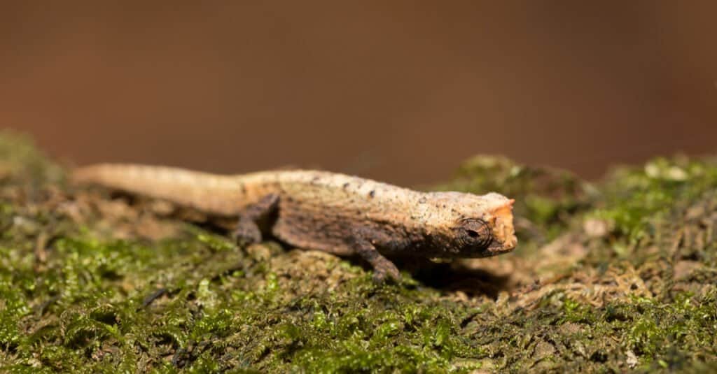 Brookesia Micra sitting on moss