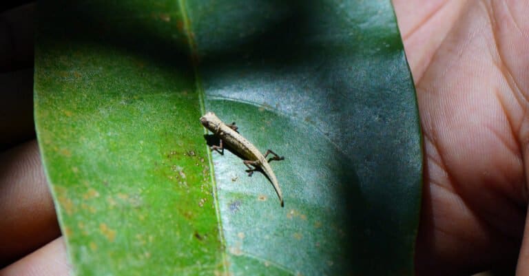 Brookesia Micra on a leaf