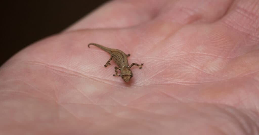 worlds smallest lizard