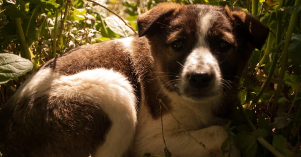 Canaan puppy in the bushes