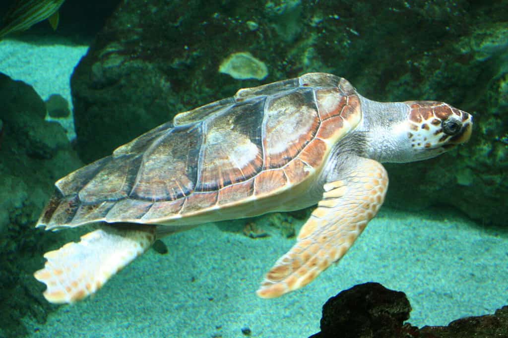 Caretta caretta (Loggerhead Sea Turtle) at Océanopolis, Brest, France.