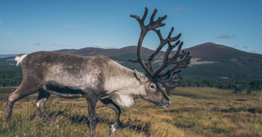 reindeer migration