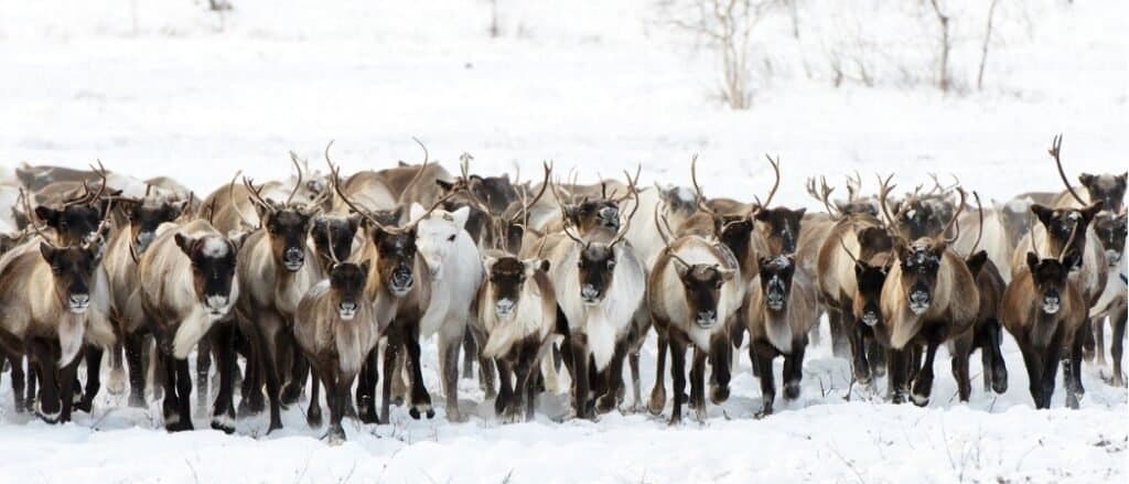 caribou vs elk