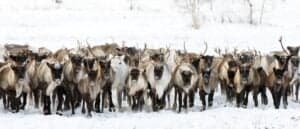 Caribou Migration: What Is It and Why Do They Do It? Picture