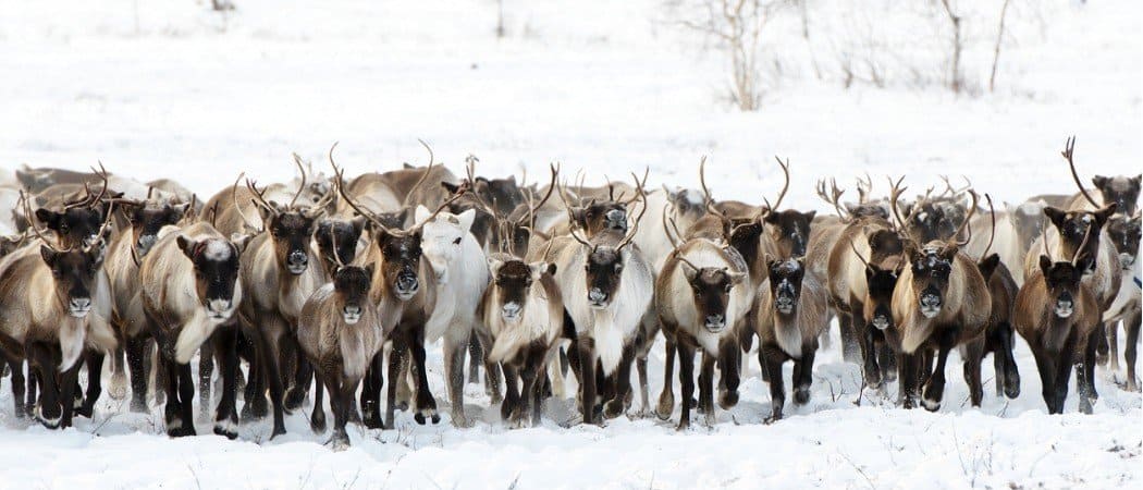 Caribou Migration: What Is It and Why Do They Do It? - AZ Animals