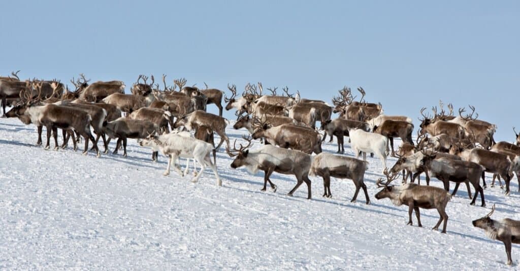 Large herds of caribou have died by lightning.