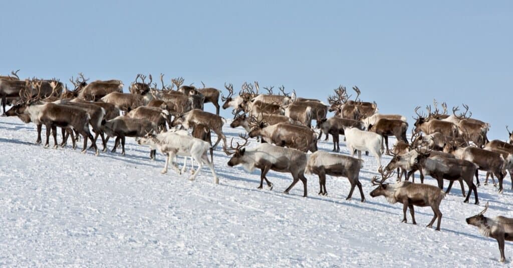 Caribou Migration What Is It and Why Do They Do It? IMP WORLD