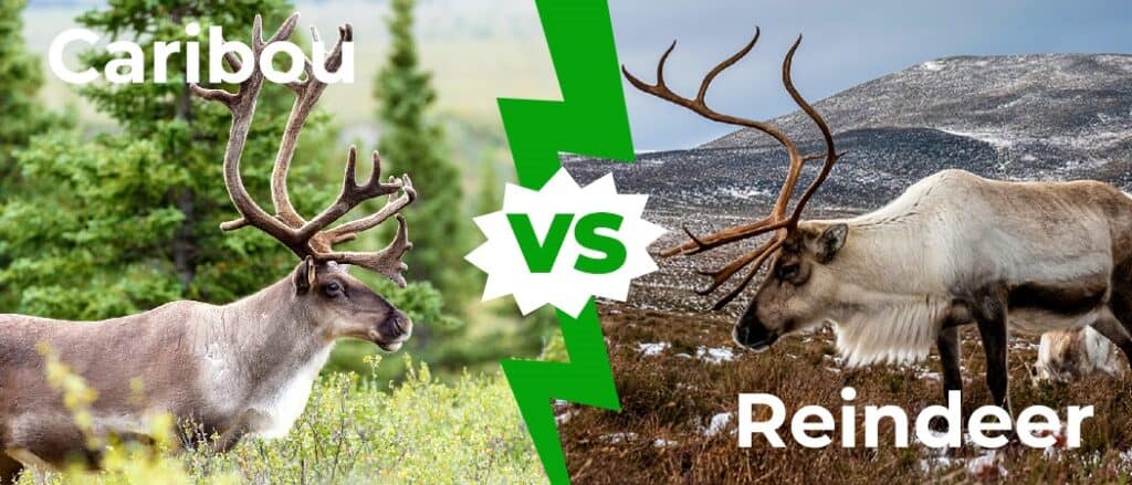 Caribou vs Reindeer