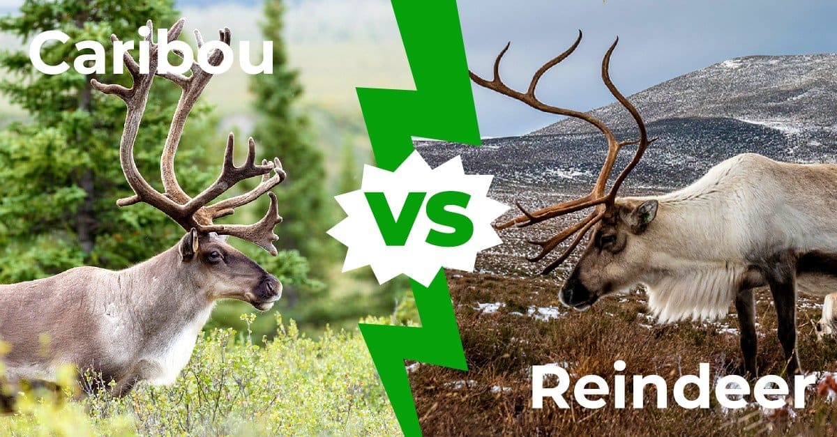 elk vs caribou vs reindeer