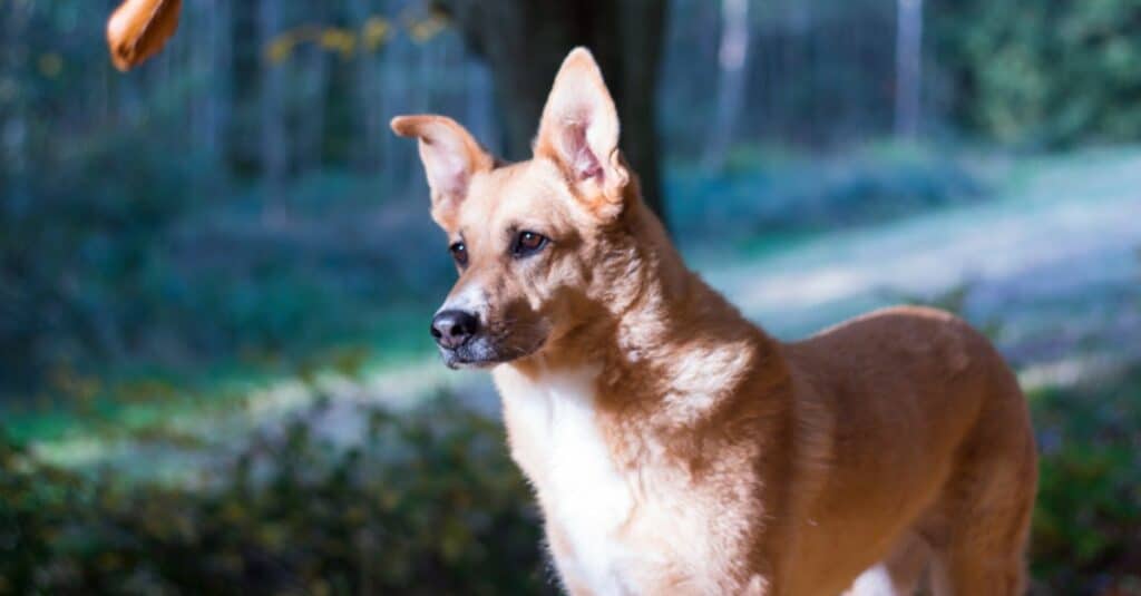 Carolina Dog Animal Facts Canis Lupus A Z Animals