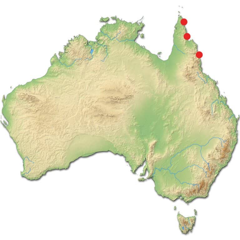 Where Do Cassowaries Live - Australia Locations