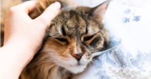 Can Cats Get Depression? 6 Signs of Depression in Cats Picture