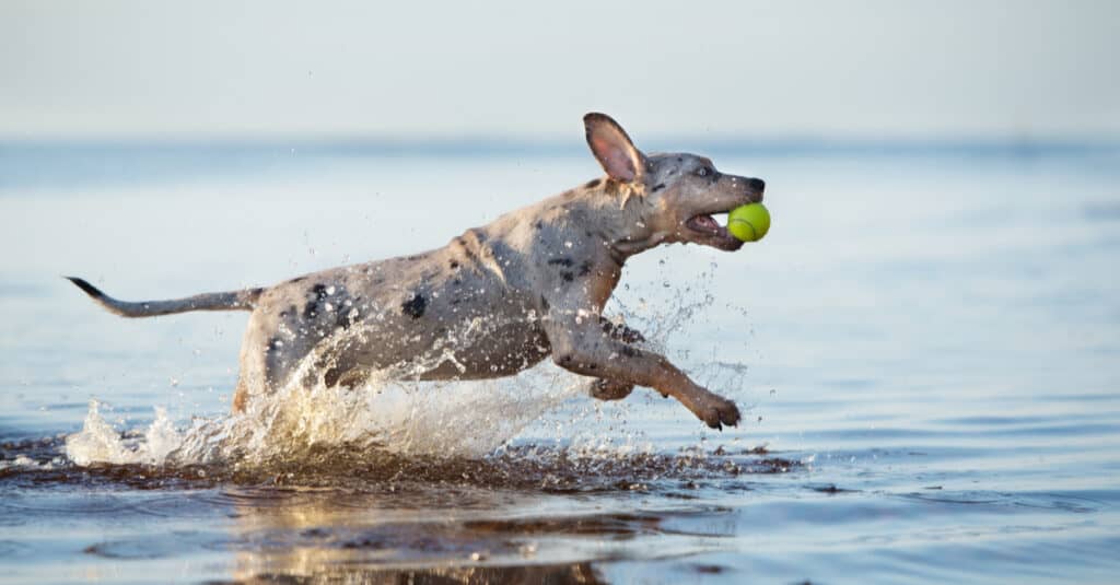 Catahoula leopard playing ball in the water