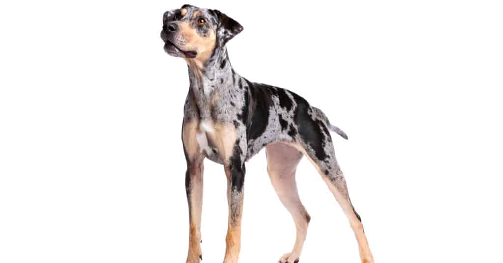isolated Catahoula leopard