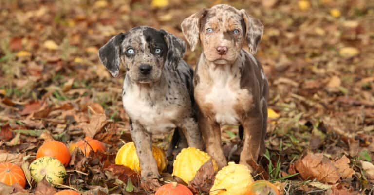 Catahoula leopard puppies in fall leaves