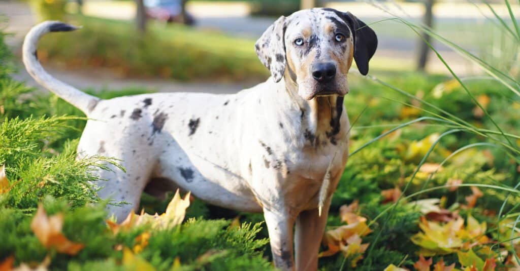 Catahoula leopard standing in garden