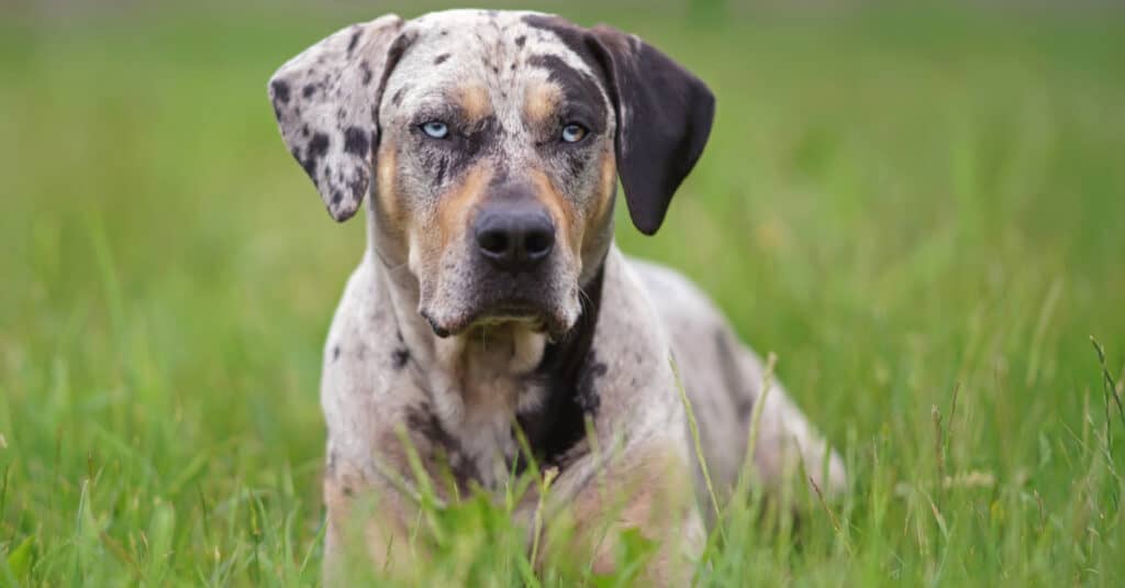 Catahoula leopard close up