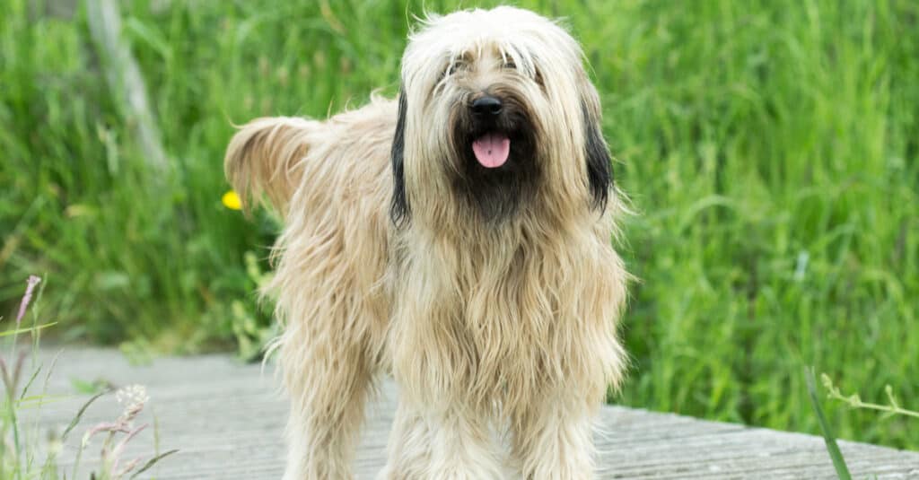 Catalan Sheepdog standing on wooden path