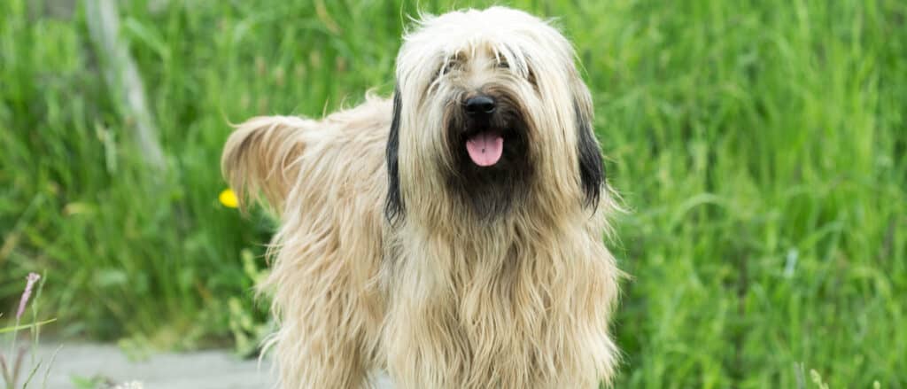 Catalan Sheepdog standing on wooden path