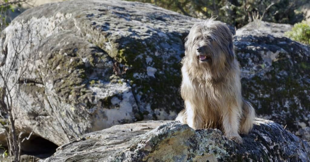 Catalan Sheepdog sitting on rocks