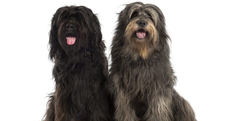 Catalan Sheepdogs isolated