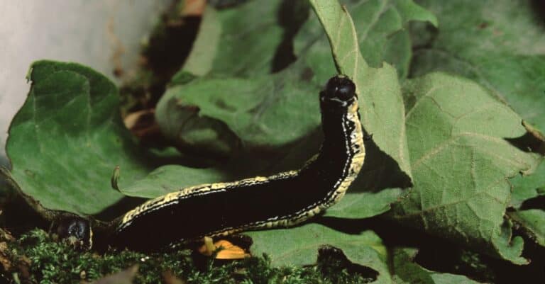Largest caterpillars - Catalpaworm