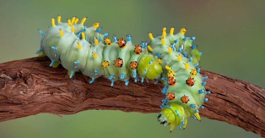 Largest caterpillars - cecropia 