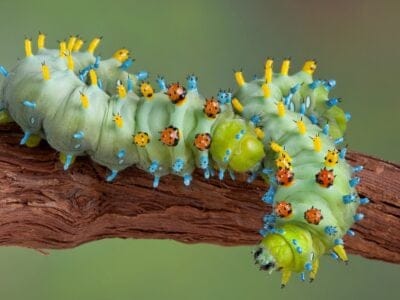 A Caterpillar