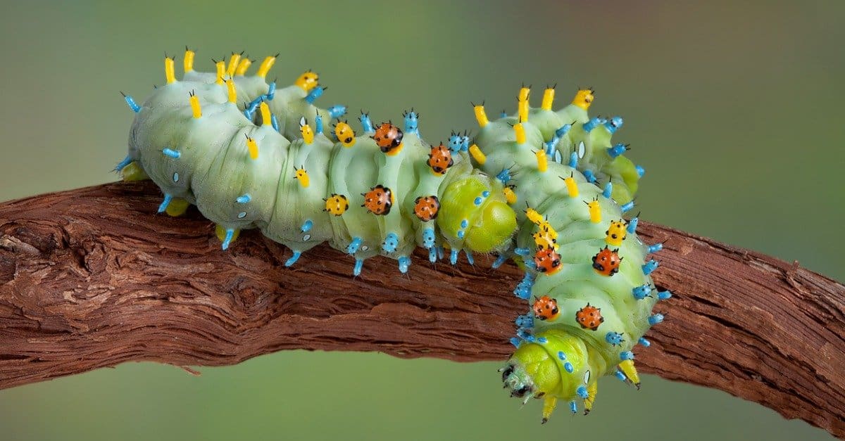 giant caterpillar