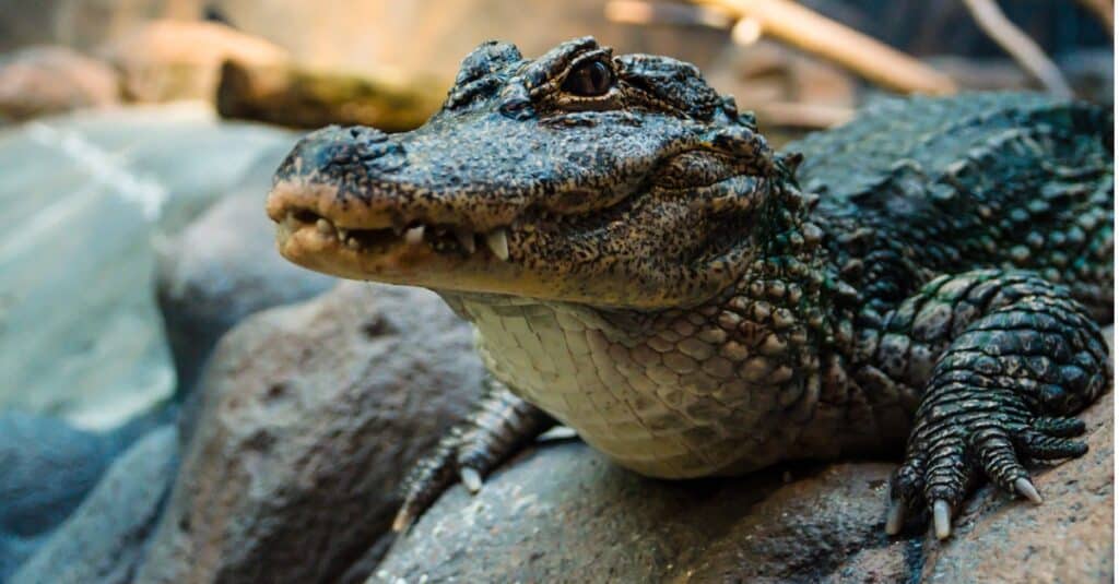 Profil avant en alligator chinois