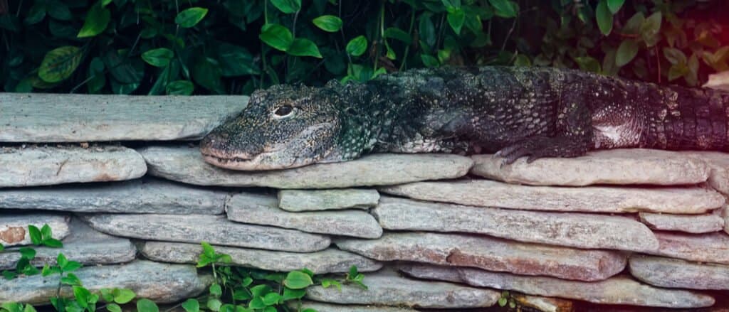Chinese alligator laying on rocks