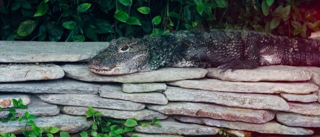 chinese alligator armored belly