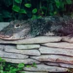 Chinese alligator