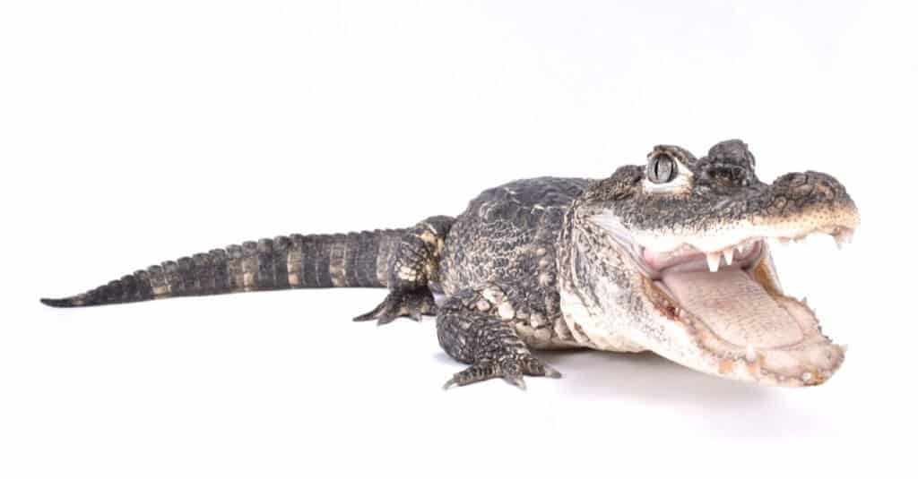 Chinese alligator isolated with mouth open