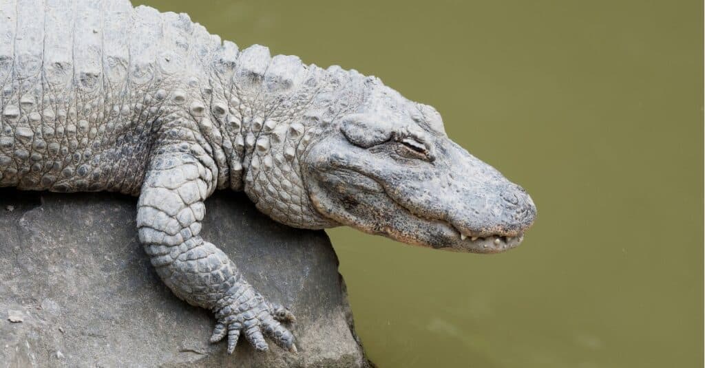 Chinese alligator side profile