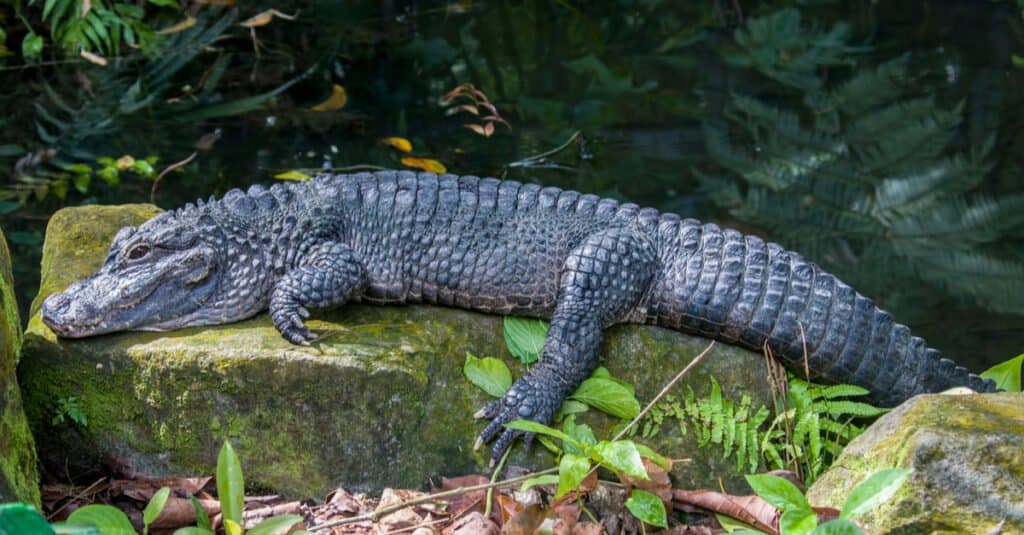 Chinese alligator entire body on rock