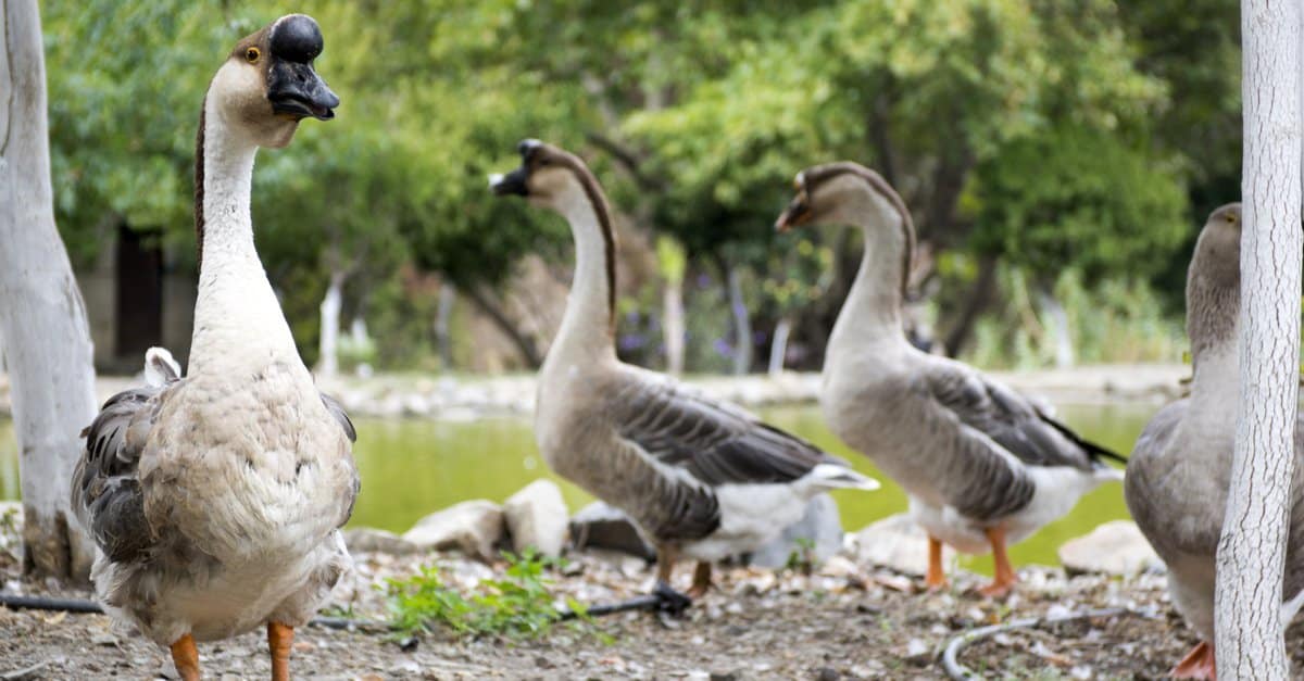 10 Fascinating Facts About Geese - A-Z Animals