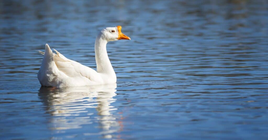 What's The Difference Between A Duck And A Goose?