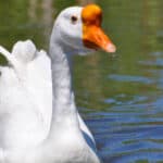 Swan goose